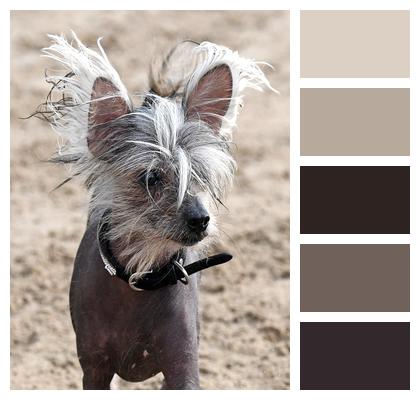 Pet Chinese Crested Dog Dog Image